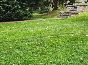 Core B.'s turf maintenance service result