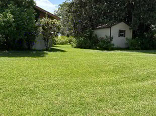 Sonia R.'s lawn care service result