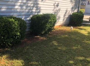 Jared P.'s Bush Trimming service result