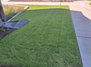 Natalie A.'s turf maintenance service result