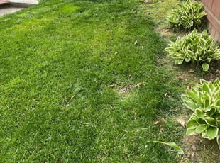 David v.'s lawn maintenance service result
