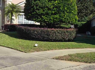 Paca F.'s turf maintenance service result