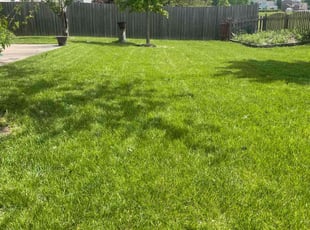 Carissa G.'s lawn care services service result