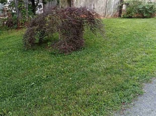 Latah&#039;Sha R.'s lawn care service result