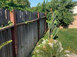 Melody B.'s Bush Trimming service result