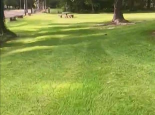 James H.'s turf care service result