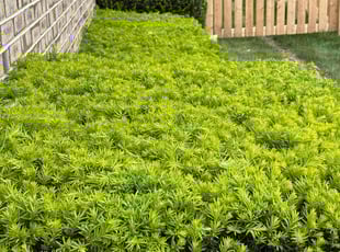 Carol R.'s Bush Trimming service result
