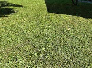 Sheena R.'s lawn maintenance service result