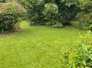Tony H.'s turf care service result