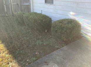 Victoria B.'s Bush Trimming service result