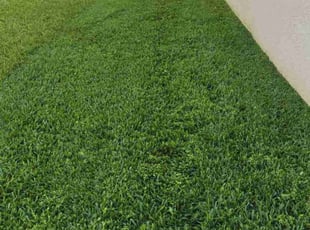 Linda T.'s turf maintenance service result