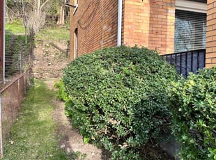 Jennifer J.'s Bush Trimming service result