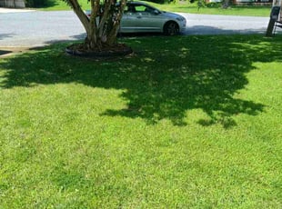 Martina M.'s grass cutting service result