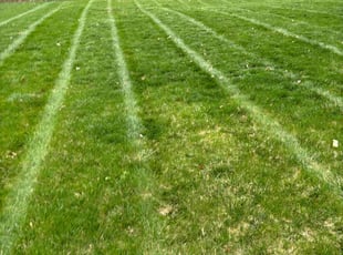 Ashley A.'s lawn care service result