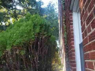 Carl J.'s Bush Trimming service result