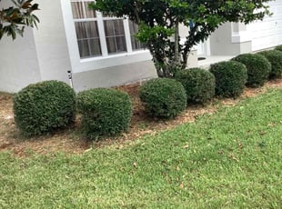 Lettie C.'s Bush Trimming service result