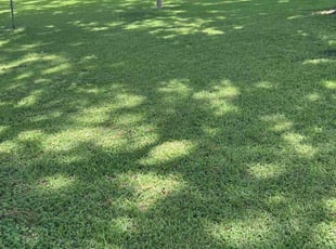 Ivey T.'s lawn service service result
