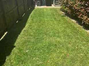 Angela W.'s lawn maintenance service result