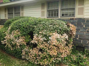Steve S.'s Bush Trimming service result