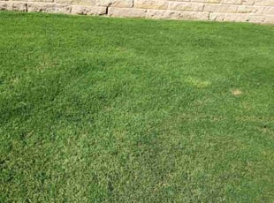 Ashley C.'s lawn care services service result