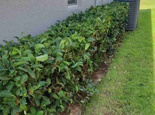 Nilo A.'s Bush Trimming service result