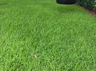 Ken B.'s turf care service result