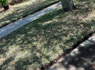Spencer P.'s grass cutting service result
