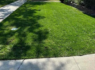 Nancy T.'s turf care service result