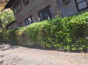 Sara J.'s Bush Trimming service result