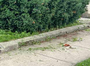 Taylor B.'s lawn care services service result