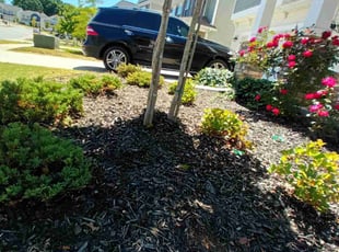 Matt H.'s Bush Trimming service result