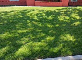 Tony W.'s grass maintenance service result