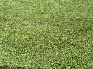 Pat H.'s grass maintenance service result