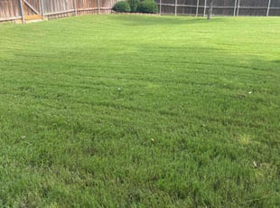 Alexandra D.'s lawn care service result