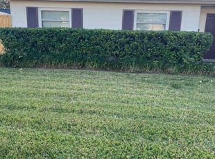 Kimberly B.'s Bush Trimming service result