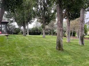 Louise B.'s turf maintenance service result