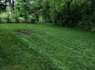 Jen S.'s lawn service service result