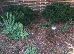 Eliza M.'s Bush Trimming service result