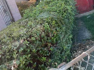 Dee B.'s Bush Trimming service result