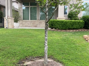 Channon M.'s lawn care services service result