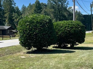 Mike T.'s Bush Trimming service result