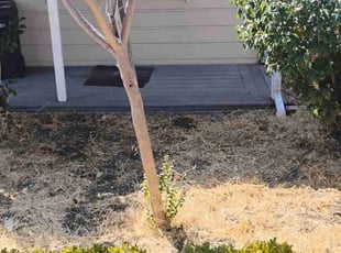 Mike M.'s turf maintenance service result