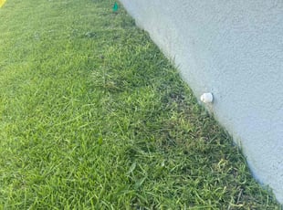 Ernie D.'s grass cutting service result