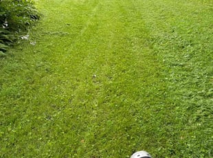 Tonya H.'s turf maintenance service result