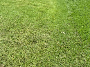 Karen R.'s lawn service service result
