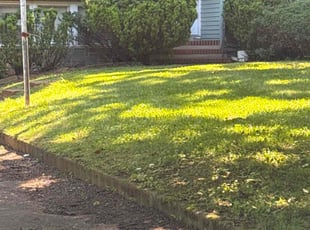 Carol K.'s Bush Trimming service result