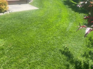 Shelly D.'s grass maintenance service result