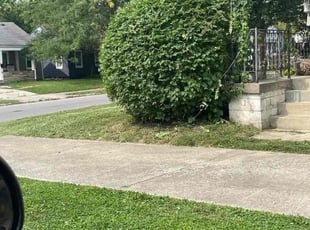 Karen M.'s Bush Trimming service result