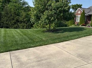 Madeline H.'s lawn care service result