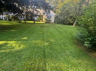 Maurene M.'s grass maintenance service result